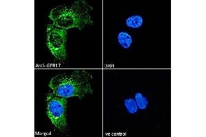 ABIN571066 Immunofluorescence analysis of paraformaldehyde fixed U251 cells, permeabilized with 0. (GPR17 antibody  (C-Term))