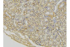 ABIN6279614 at 1/100 staining Mouse kidney tissue by IHC-P. (NPS antibody  (Internal Region))