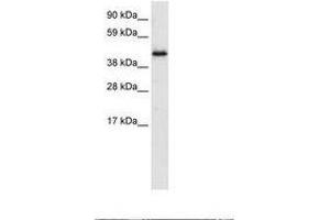 Image no. 1 for anti-Pleiotropic Regulator 1 (PLRG1) (AA 52-101) antibody (ABIN6735918) (PLRG1 antibody  (AA 52-101))