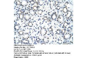 Human kidney (GSC2 antibody  (C-Term))