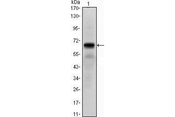 PTH1R antibody