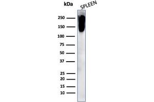 Western Blot Analysis of human spleen cell lysate using CD45RB Rabbit Recombinant Monoclonal Antibody (PTPRC/2877R).