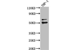 Western Blot Positive WB detected in: A549 whole cell lysate, U-251 whole cell lysate, Hela whole cell lysate All lanes: FLI1 antibody at 1:1000 Secondary Goat polyclonal to rabbit IgG at 1/50000 dilution Predicted band size: 51, 44, 48, 30 kDa Observed band size: 51 kDa (Recombinant FLI1 antibody)