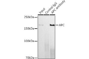 Immunoprecipitation analysis of 600 μg extracts of Mouse lung using 3 μg APC antibody (ABIN7265452). (APC antibody)