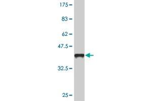 Western Blot detection against Immunogen (36. (SMAD5 antibody  (AA 173-268))