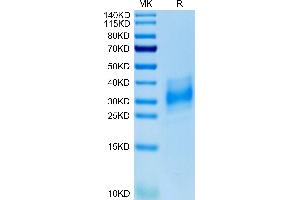 CD147 Protein (AA 22-205) (His tag)