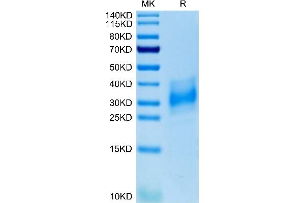 CD147 Protein (AA 22-205) (His tag)