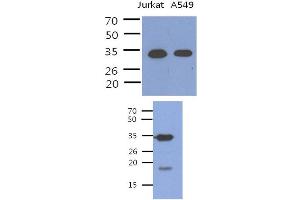 Fig. (PDCL3 antibody)