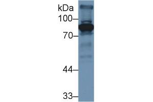 Western Blot; Sample: Mouse Liver lysate; Primary Ab: 3µg/ml Rabbit Anti-Mouse F2 Antibody Second Ab: 0. (Prothrombin antibody  (AA 201-324))