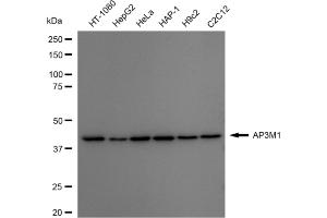 Western blotting analysis using AP3M1 antibody (ABIN7797512).