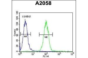 Annexin A1 Antibody (Center) (ABIN390509 and ABIN2840863) flow cytometric analysis of  cells (right histogram) compared to a negative control cell (left histogram). (Annexin a1 antibody  (AA 129-158))