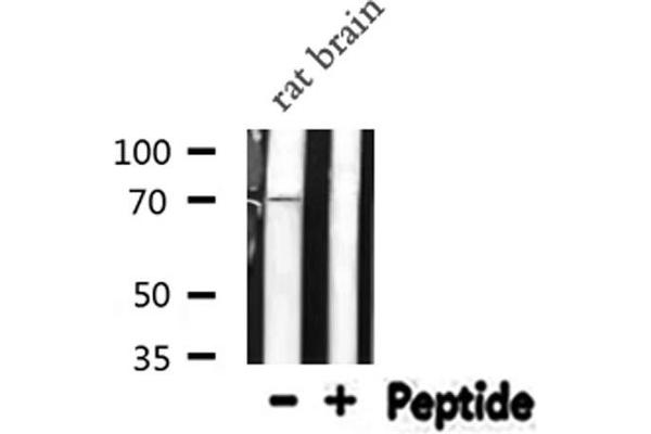 Elf4 antibody  (Internal Region)