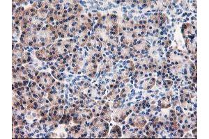 Immunohistochemical staining of paraffin-embedded Human pancreas tissue using anti-AIPL1 mouse monoclonal antibody. (AIPL1 antibody)