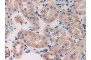 Detection of BRCA2 in Mouse Kidney Tissue using Polyclonal Antibody to Breast Cancer Susceptibility Protein 2 (BRCA2) (BRCA2 antibody  (AA 2990-3232))