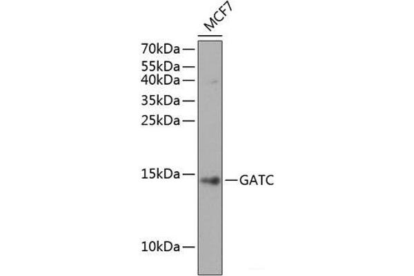 GATC antibody