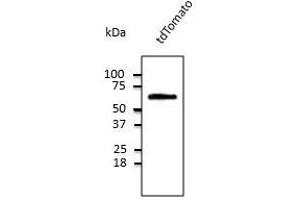 Anti-tdTomato Ab at 1/1,000 dilution, 293HEK cells transfected with cDNA, lysates at 50 µg per Iane, rabbit polyclonal to goat IgG (HRP) at 1/10,000 dilution, (tdTomato antibody)