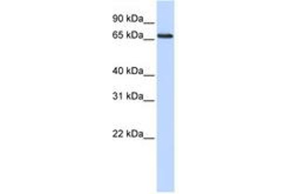 DCAF13 antibody  (AA 144-193)