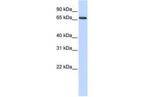 Image no. 1 for anti-DDB1 and CUL4 Associated Factor 13 (DCAF13) (AA 144-193) antibody (ABIN6741297) (DCAF13 antibody  (AA 144-193))