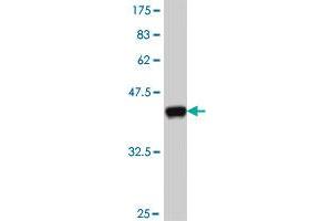 Western Blot detection against Immunogen (37. (KRT8 antibody  (AA 91-195))