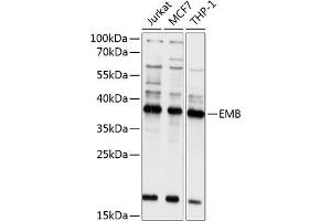 Western blot analysis of extracts of various cell lines, using EMB antibody (ABIN6132165, ABIN6140144, ABIN6140145 and ABIN6214670) at 1:1000 dilution. (Embigin antibody  (AA 33-260))