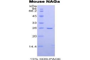 SDS-PAGE of Protein Standard from the Kit (Highly purified E. (NAGA ELISA Kit)