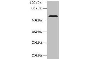 Western blot All lanes: MAOA antibody at 1 μg/mL + HepG2 whole cell lysate Secondary Goat polyclonal to rabbit IgG at 1/10000 dilution Predicted band size: 60, 45 kDa Observed band size: 60 kDa (Monoamine Oxidase A antibody  (AA 1-300))