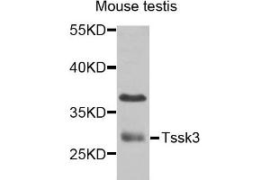 Western blot analysis of extracts of mouse testis cells, using TSSK3 antibody. (TSSK3 antibody)