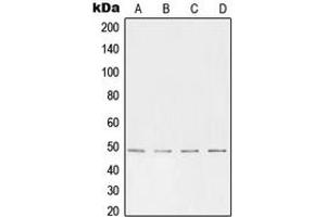 Western blot analysis of AP2 alpha/beta expression in HeLa (A), HepG2 (B), mouse brain (C), rat kidney (D) whole cell lysates. (AP2 alpha/beta (C-Term) antibody)