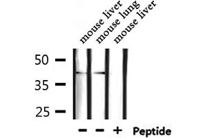 Western blot analysis of extracts from mouse liver ,mouse lung, using TSSK1 Antibody. (TSSK1B antibody  (Internal Region))