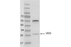 Image no. 1 for anti-Tumor Necrosis Factor (Ligand) Superfamily, Member 15 (TNFSF15) antibody (ABIN5067734) (TNFSF15 antibody)