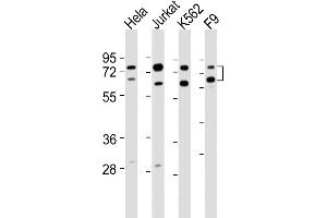 All lanes : Anti-ASH2L Antibody (Center) at 1:2000 dilution Lane 1: Hela whole cell lysates Lane 2: Jurkat whole cell lysates Lane 3: K562 whole cell lysates Lane 4: F9 whole cell lysates Lysates/proteins at 20 μg per lane. (ASH2L antibody  (AA 347-382))