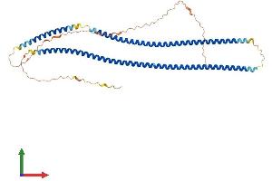 AlphaFold protein structure predicition of Human Recombinant KRT32 Protein, UniprotID Q14532 (KRT32 Protein (AA 1-448) (His tag))