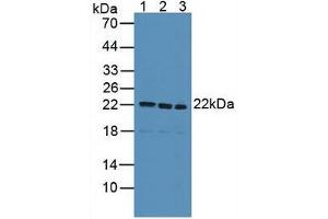 Figure. (SDC4 antibody  (AA 18-145))