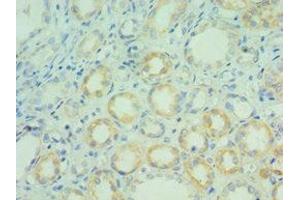 Immunohistochemistry of paraffin-embedded human kidney tissue using ABIN7145149 at dilution of 1:100