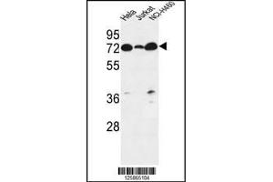 Western blot analysis in Hela,Jurkat,NCI-H460 cell line lysates (35ug/lane). (LPPR4 antibody  (C-Term))