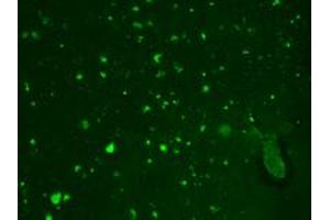 HCN2 Immunofluorescence. (HCN2 antibody  (C-Term))