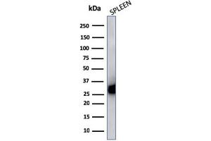 Western Blot Analysis of Human Spleen cell lysate using HLA-Pan Mouse Monoclonal Antibody (CR3/43). (MHC Class II HLA-DP/DQ/DR antibody)