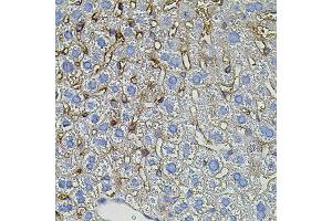Immunohistochemistry of paraffin-embedded mouse liver using TGFA antibody.