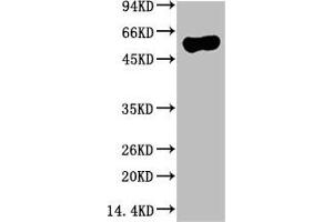 Western blot analysis of Hela Cell Lysate using ATG5 Mouse mAb diluted at 1:10000 (ATG5 antibody)
