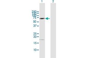Western Blot analysis of CAMKK2 expression in transfected 293T cell line by CAMKK2 MaxPab polyclonal antibody.