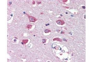ABIN2562935 (5µg/ml) staining of paraffin embedded Human Cortex. (GRIA4 antibody  (Internal Region))