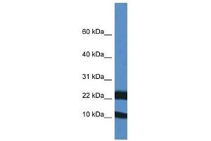 Western Blot showing Fxn antibody used at a concentration of 1. (Frataxin antibody  (Middle Region))