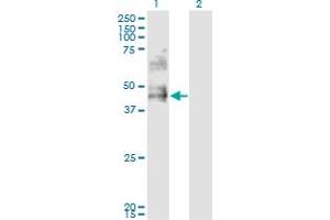 Western Blot analysis of DDO expression in transfected 293T cell line by DDO monoclonal antibody (M09), clone 3F7. (DDO antibody  (AA 270-369))