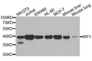Western blot analysis of extracts of various cell lines, using IRF1 antibody. (IRF1 antibody)