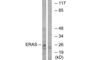 Western blot analysis of extracts from Jurkat cells, using ERAS antibody. (ERAS antibody  (C-Term))