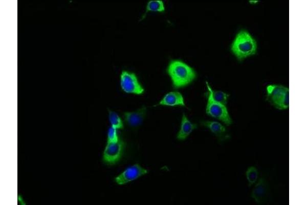 SYT6 antibody  (AA 104-425)