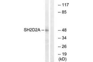 Western blot analysis of extracts from HepG2 cells, using SH2D2A Antibody. (SH2D2A antibody  (AA 211-260))