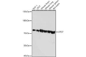 Western blot analysis of extracts of various cell lines, using  antibody  at 1:1000 dilution. (ATG7 antibody)