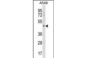 TBC1D20 Antibody (C-term) (ABIN1537157 and ABIN2850109) western blot analysis in A549 cell line lysates (35 μg/lane). (TBC1D20 antibody  (C-Term))