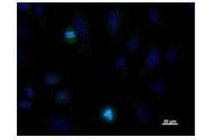 Immunostaining analysis in HeLa cells. (NDC80 antibody)